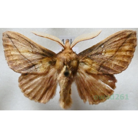 Euthrix potatoria (Linnaeus, 1758) male Barczatka napójka Czech48k